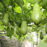 Quả Su su nhà trồng tự nhiên